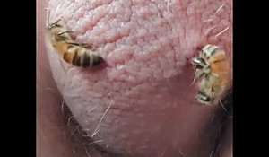 Bees Sting Testicles